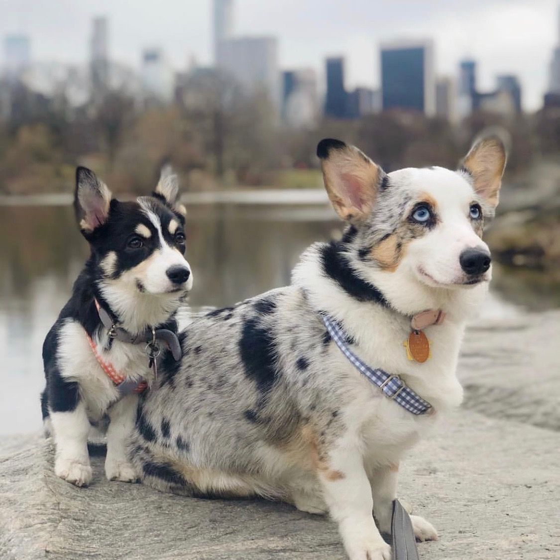 Harnais pour chien Ring Clara Check